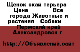 Щенок скай терьера › Цена ­ 20 000 - Все города Животные и растения » Собаки   . Пермский край,Александровск г.